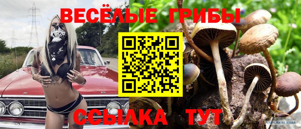 Галлюциногенные грибы Psilocybine cubensis  Морозовск  Псилоцибиновые грибы прущие грибы 